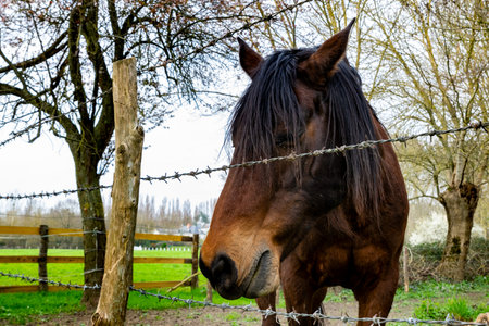 portrait of horse in meadowの写真素材