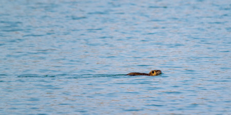 view of coypu swimming in a lakeの写真素材