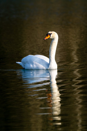 view of white swan on a lakeの写真素材