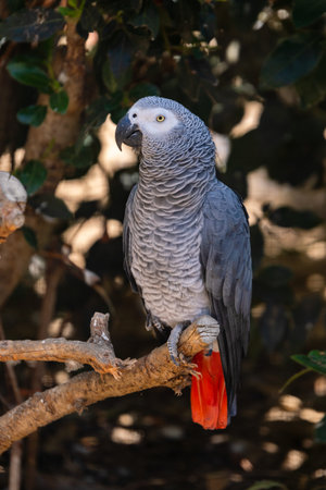 portrait of gray parrot in zoologic parkの写真素材