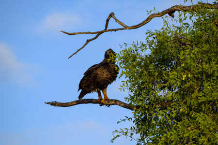 view of martial eagle on a branchの写真素材
