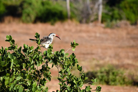 Northern Red-billed Hornbill in tsavo east national parkの写真素材