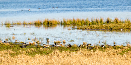 landscape with mallard ducks on a lakeの写真素材