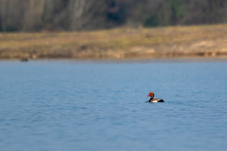 View of red-crested pochard on a lakeの写真素材