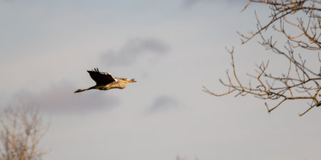 Flight of gray heron in the wildの写真素材