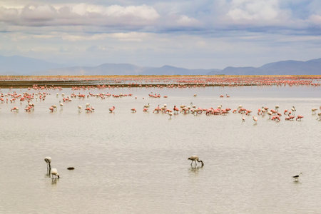 colony of Greater flamingo on a lakeの写真素材