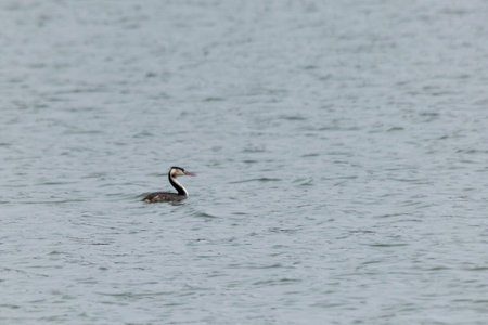 view of great crested grebe on a lake