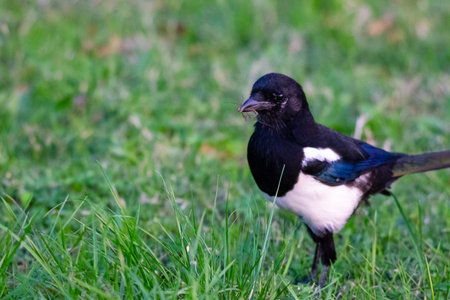 portrait of Eurasian Magpie in the wildの写真素材