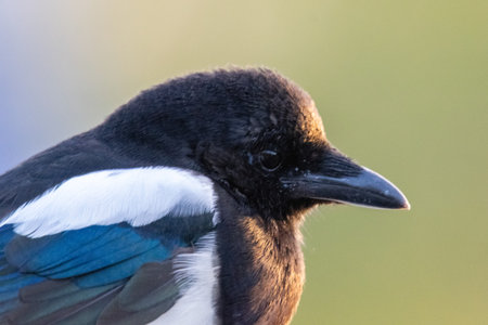 portrait of Eurasian Magpie in the wildの写真素材