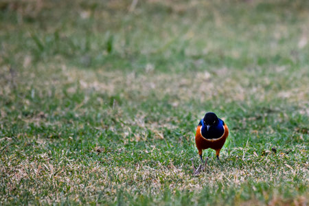 view of superb starling on the grassの写真素材