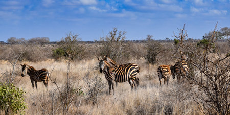 group of zebras in tsavo east national park