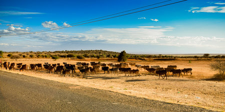 flock of african cows near the road