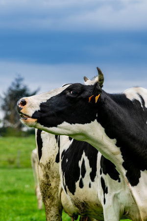 view of holstein cow in pastureの写真素材