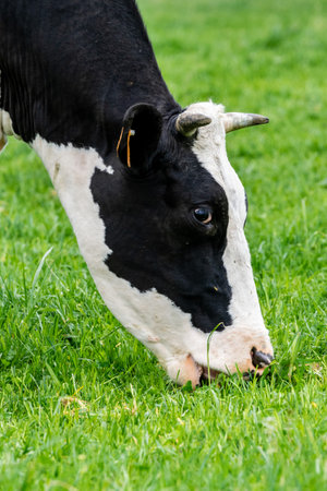 view of holstein cow in pastureの写真素材