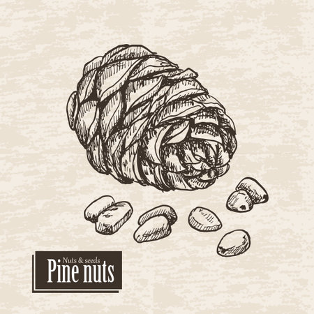 Vector background with pine nuts. Vector  illustration for your designのイラスト素材