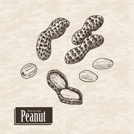 Vector background with peanut. Vector  illustration for your designのイラスト素材