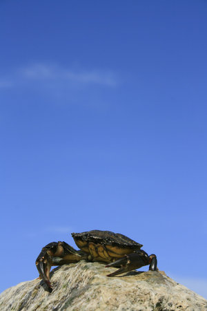 Small Sea Crab sitting atop some rocks on a beach in Dorset, England.  の写真素材