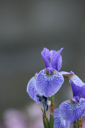 Purple Iris with soft focus neutral background, set in an Urban Garden