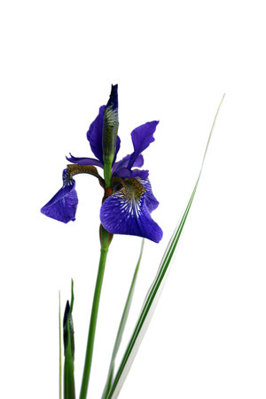 A single Purple Iris set on an isolated white backgroundの写真素材