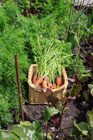 Freshly harvested organically grown carrots. Crop with leaves and stalks still on set in a wicker...