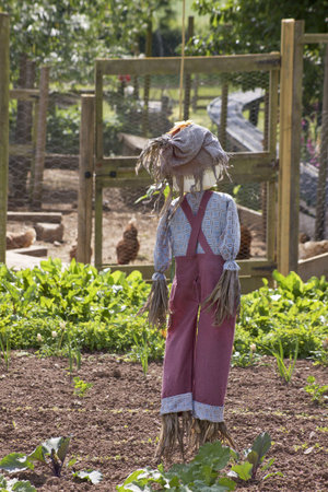 The rear view of a hand made full figure scarecow stuffed with straw and wearing a red pair of dungarees with a blue checkered shirt  and a hesian hat. Set amongst a green vegetable garden, with a chicken coup visible to the background.の写真素材