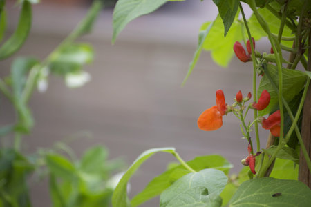 The first bright orange flowers of a runner bean plant. Set on a landscape format with the leaves and shoots of the plant creating a frame to the image. Room for copy etc to centre.の写真素材