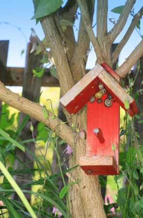 A small red painted wooden constructed bird house, set amongst a bud-lia tree and garden foliage in a small city garden, Snails take refuge in the eves of the bird house Set on a portrait format の写真素材