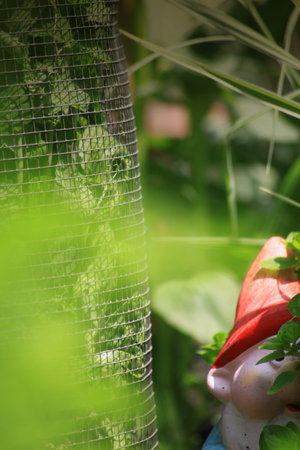 A small garden gnome with a red hat, hidden amongst growing vegitation in a small city garden vegetable patch  Set on a portrait format の写真素材