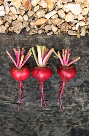 Three freshly picked beetroots, Chioggia, an Italian heirloom variety, with remains of stems...