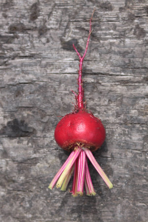 A single freshly picked beetroot, Chioggia, an Italian heirloom variety  Set on a rustic wooden...