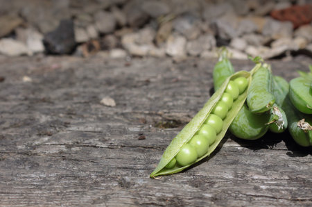 A crop of freshly picked peas in their pods  Set on a landscape format on a wooden base, with a gravel garden path in soft focus to background の写真素材