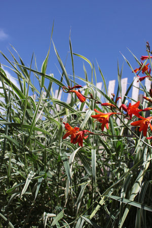 Ornamental grasses and Crocosmia, a small orange flowering plant in the iris family, Iridaceae, a deciduous perennial plant  Set on a portrait format against a blue sky background の写真素材