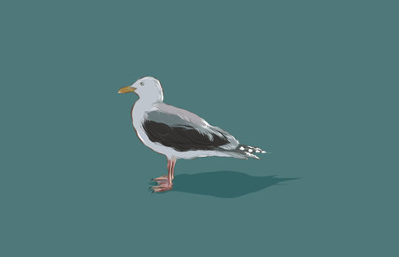 A hand drawn vector illustration of a single seagull.の写真素材