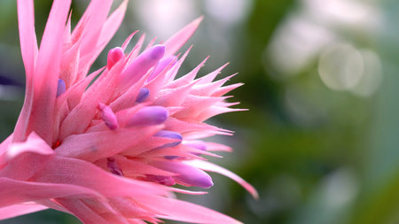 Beautiful pink exotic blossomed flower in natureの写真素材
