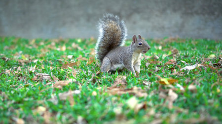 Squirrel against the background of green grassの写真素材