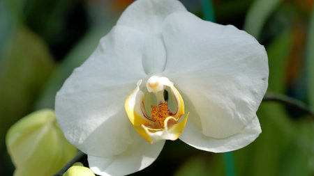 White exotic flower on a green background. Tropical flowersの写真素材