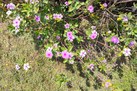 Catharanthus roseus, commonly known as bright eyes, Cape periwinkle, graveyard plant, Madagascar periwinkle, old maid, pink periwinkle, rose periwinkle.の写真素材