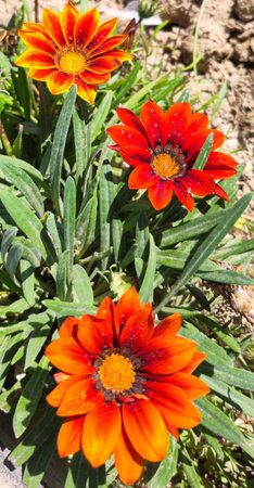 Gazania rigens flower in garden. Gazania rigens is a species of flowering plant in the genus Gazania.の写真素材