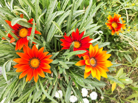 Red and orange gazania flowers in a garden in summer,
Gazania rigens (syn. G. splendens), sometimes called treasure flower, is a species of flowering plant in the family Asteraceaの写真素材