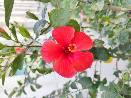 Red hibiscus flower with green leaves in the garden.の写真素材