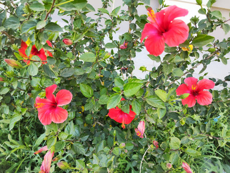 Red hibiscus flowers in the garden,Thailand.の写真素材