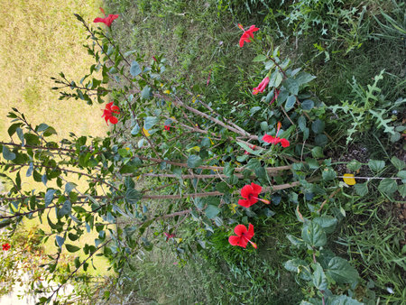 Red hibiscus flowers on a tree in the garden.の写真素材