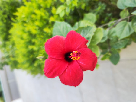 Red hibiscus flower in garden with green leaves background.の写真素材