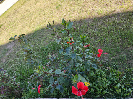 Beautiful red hibiscus flowers growing in the garden.の写真素材