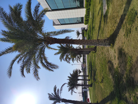 Palms and grass form a beautiful landscape in the garden in the hospital's outer courtyardの写真素材
