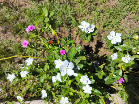 Catharanthus roseus, commonly known as bright eyes, Cape periwinkle, graveyard plant, Madagascar periwinkle, old maid, pink periwinkle, rose periwinkle.の写真素材