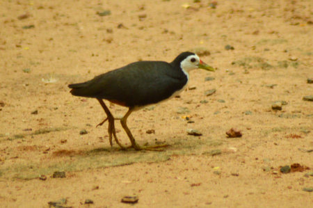 white breasted waterhen at Keralaの写真素材