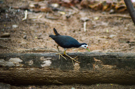 White breasted water-henの写真素材