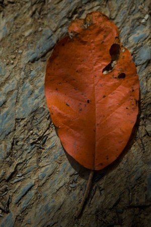 Leaves on Stoneの写真素材
