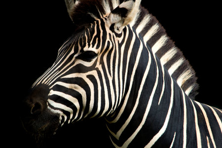 High contrat zebraの写真素材